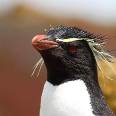 Andrea Barlow ๐ซ๐ฐ๐ฌ๐ง๐จ๐ฑ's profile picture