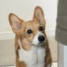 甲ちゃんねる株式会社's profile picture