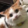 🐱おべべの趣味垢🐱 的头像