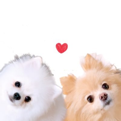 chirimenchaco's profile picture