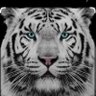 التايقر profil fotoğrafı