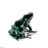 Фото профиля 🔆 PoisonDartFrog🔆