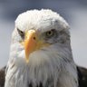 Kartal Gözü #Savaşa,TeröreVeYobazlığaHayır's profile picture