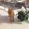 Фото профиля Злобный Котик
