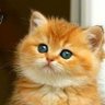 Everything cats 的头像