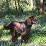 Фото профиля Hound&Al 🏴🇬🇧