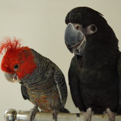 muruinotori's profile picture