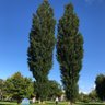 ベロ profil fotoğrafı