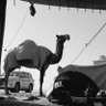 صالِح . 的头像