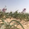 Profilbild von خالد العـتيبي