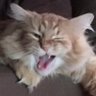 Profilbild von Catbearpig