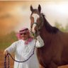 نجيب برجس الناصر's profile picture