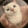 Tún's profile picture