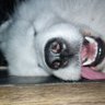 Topazouzou's profile picture