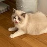 Wenqiang Zhang profil fotoğrafı