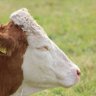 Scomo’s Cow 的头像