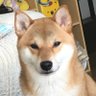 まめ太郎 profil fotoğrafı