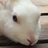 Profilbild von masaki.k🐰🍓