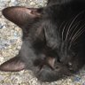 kyo͛pipi's profile picture