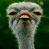 عبد الحق profil fotoğrafı