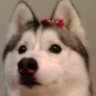 Фото профиля 犬彦JNKS
