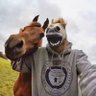 大鹅's profile picture
