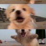 Clementine虎虎's profile picture