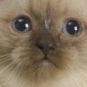 Profilbild von Базированный Гигашлепа