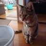 お猫様の下僕's profile picture