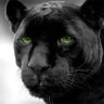 Czarna pantera's profile picture