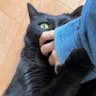 あたんけ profil fotoğrafı