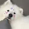 纯爱小疯狗's profile picture