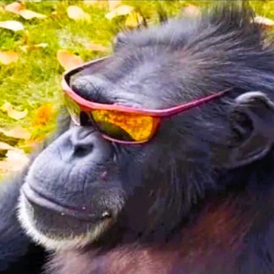 PrimatesDaily's profile picture