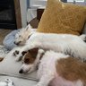 Terrier maddness profil fotoğrafı