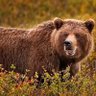 Prophet of Bear's profile picture