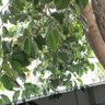 NyonyahAmrabat 的头像