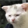 ᖰ ไหม ᖳ 的头像