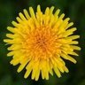 Dandelion #NowRocky 2025 profil fotoğrafı