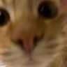 Profilbild von Ranya