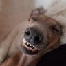 SteWa profil fotoğrafı