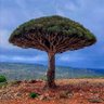Фото профиля سعيد الرميلي السقطري