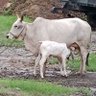 Фото профиля वन्दे मातरम 🚩🚩🚩