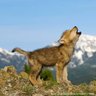Lobito 的头像