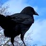 Profilbild von CorvidServant