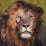 Oskah Tafari's profile picture