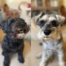 My dogs. 的头像