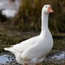 LOS PATOS DE NUEVO LEÓN 🦢🦢🦢 profil fotoğrafı