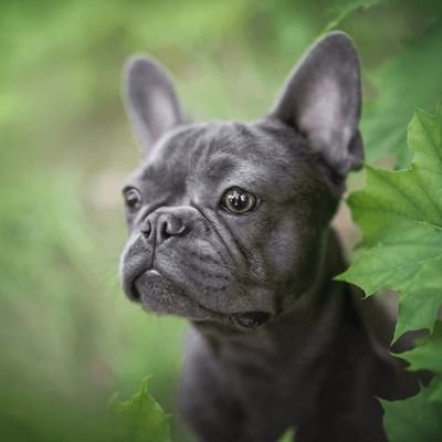 Frenchie Gang's profile picture