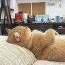 咖星人（互fo100%）'s profile picture