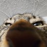 Profilbild von BobQKazoo